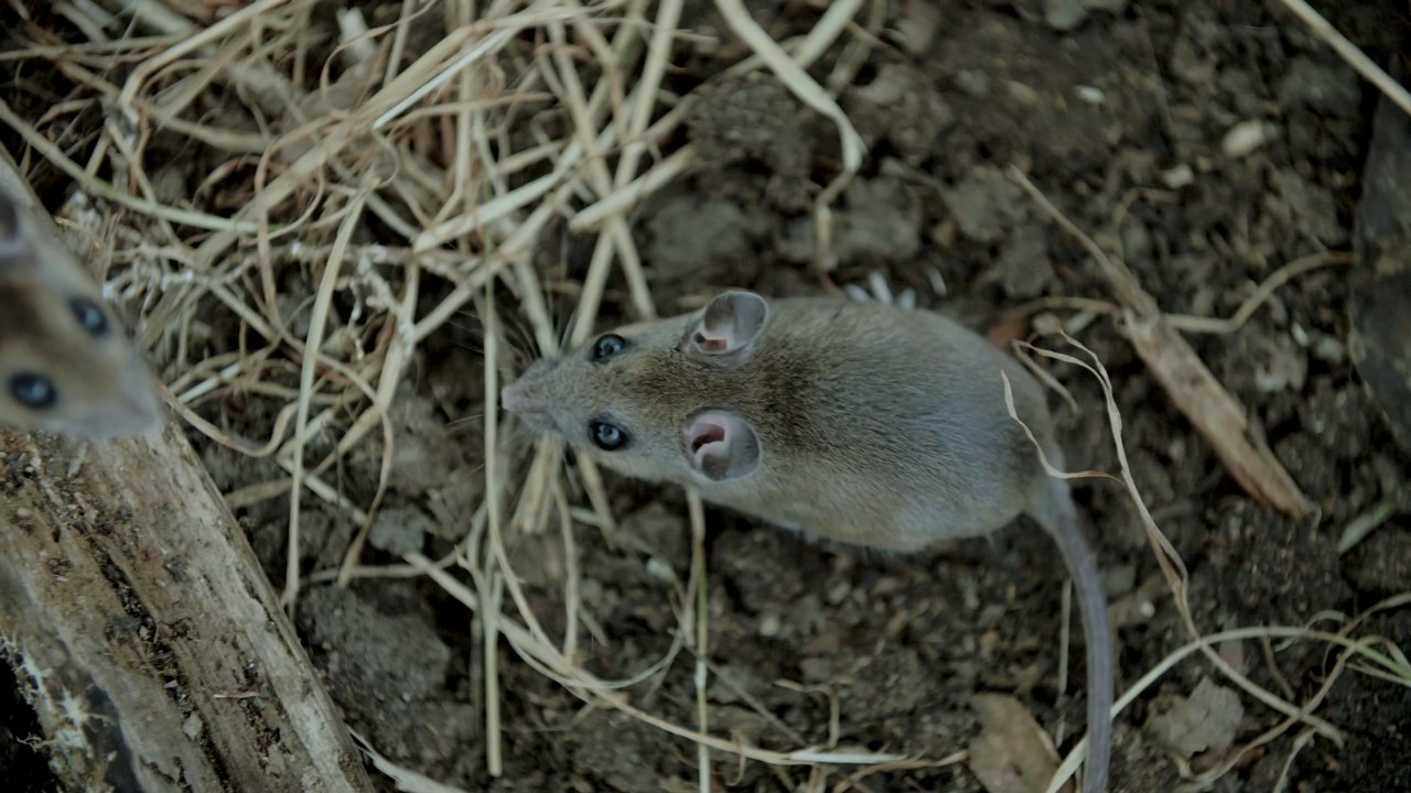 Rat infestations in the UK: Have you noticed an...