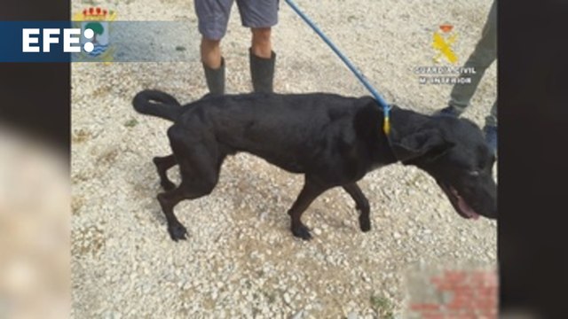 La Guardia Civil esclarece dos casos de maltrato animal en Murcia y San Pedro del Pinatar