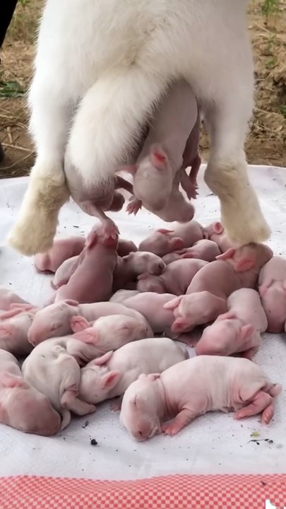 Cute rabbit baby😍#shorts #rabb