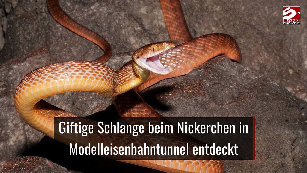 Giftige Schlange beim Nickerchen in Modelleisenbahntunnel entdeckt