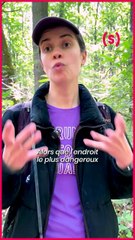 « AAAH UN SANGLIER ! » @mariealbertfr randonne seule, enfin sauf cette fois puisque @poline_blc