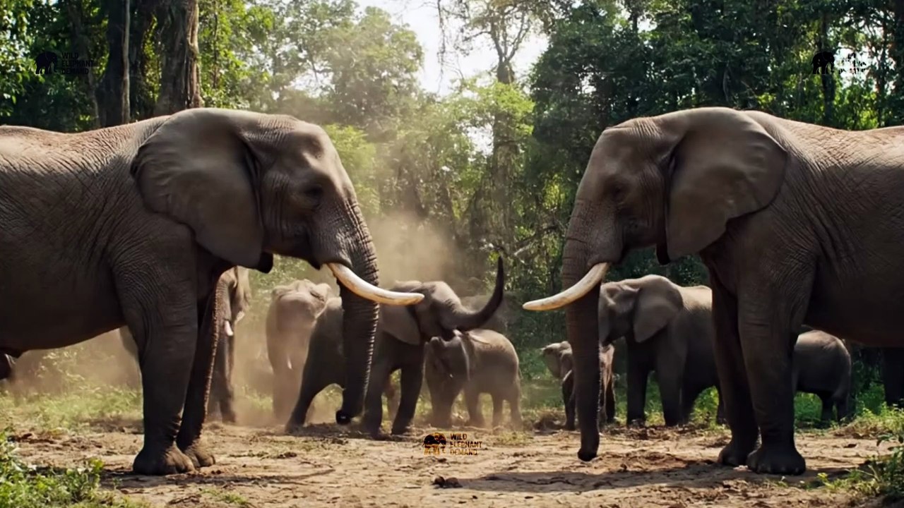 Wild Elephant Herd vs Crocodile | Terrifying Jungle Standoff 🐘🐊 (Cinematic HD)