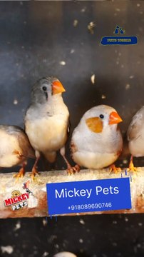 ആർക്കും വളർത്താവുന്ന കുഞ്ഞൻ കിളികൾ | Finches Birds .#petsworld #finches #reels ഈ ഷോപ്പിന്റെ അഡ്രസ്സ് മിക്കി പെറ്റ്സ് ബി‌ജെ‌പി ജില്ലാ ഓഫീസിന് സമീപം,പത്തനംതിട്ട.ഫോണ്‍ നമ്പര്‍ - 80896 90746/98463 90746Mickey Pets & Aquarium,Pathanamthitta