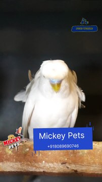 ക്യൂട്ട് ഹെലികോപ്റ്റർ ബഡ്ജീസ് | Cute Helicopter Budgies #petsworld #reels ഈ ഷോപ്പിന്റെ അഡ്രസ്സ് മിക്കി പെറ്റ്സ് ബി‌ജെ‌പി ജില്ലാ ഓഫീസിന് സമീപം,പത്തനംതിട്ട.ഫോണ്‍ നമ്പര്‍ - 80896 90746/98463 90746/ 0468 2964521Mickey Pets & Aquarium,Pathanamthitta