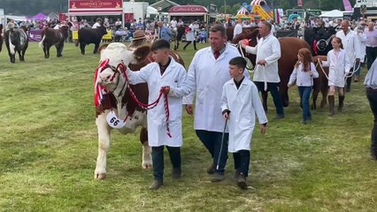 The grand parade of cattle at the Grantown Show