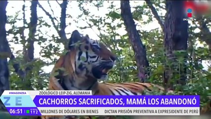 Cachorros de tigre siberiano son sacrificados por abandono de su madre