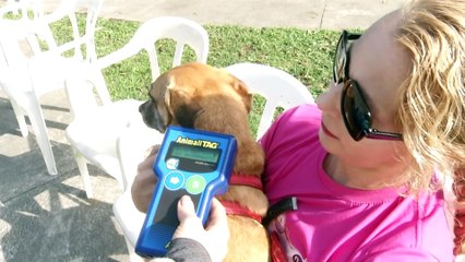 Prefeitura de Praia Grande realiza microchipagem gratuita para pets