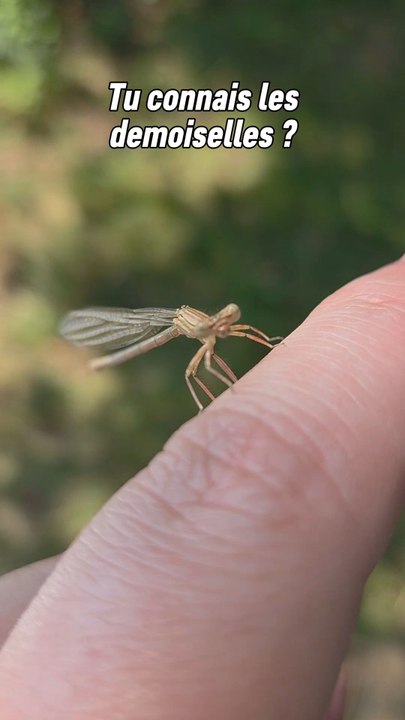 Les demoiselles contrairement aux libellules gardent leurs ailes repliées sur leur dos. C'est un excellent moyen de les différencier des libellules qui ont toujours les ailes écartées !
