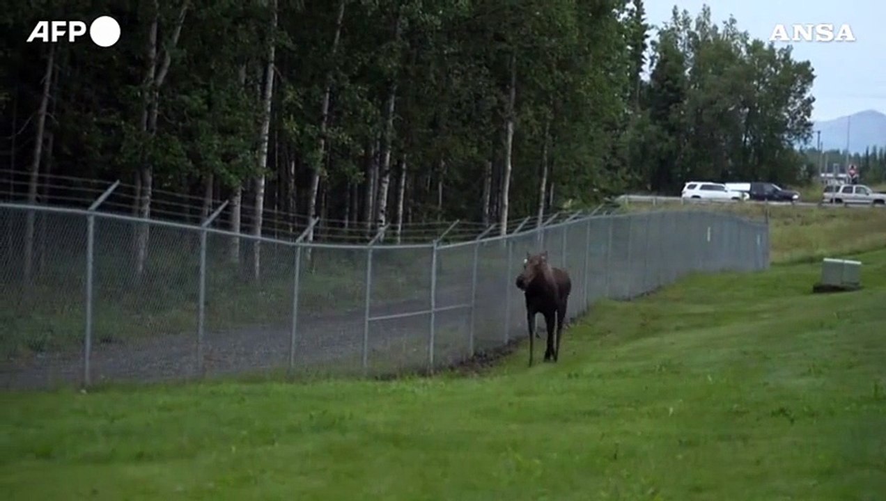 Alce "sorveglia" Elmendorf-Richardson, dove si incontreranno Trump e Putin