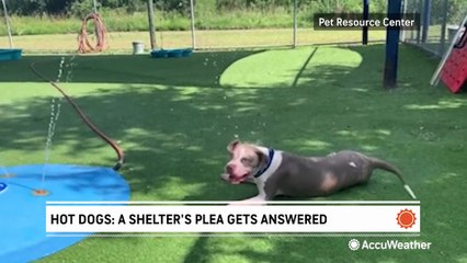 Hot dogs: A shelter's plea gets answered