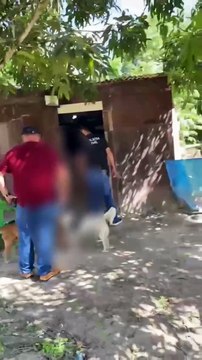 Homem preso após denúncia por maus-tratos e pratica sexual com cães