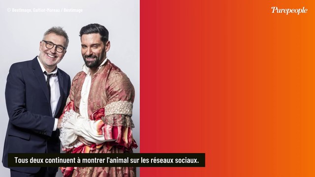 Laurent Ruquier et Hugo Manos partagent encore la garde de Tigane, l'un d'eux confronté à un moment peu sympathique avec lui