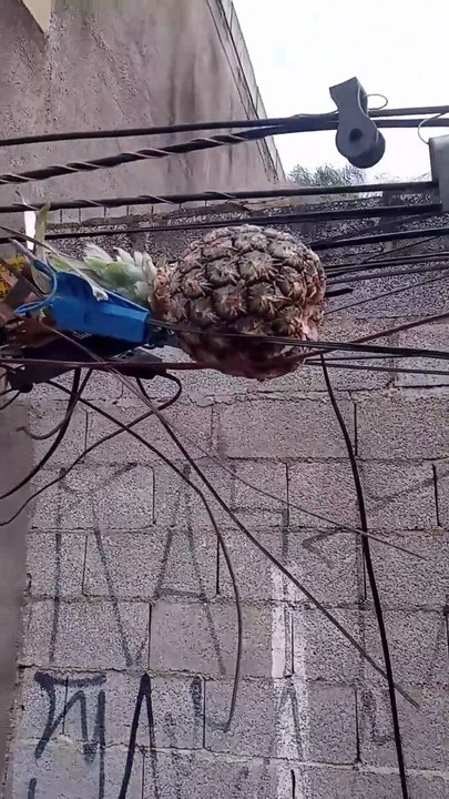 The pineapple-#a restituição