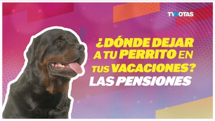 ¿Hotel o pensión para tu mascota?  Tips para elegir