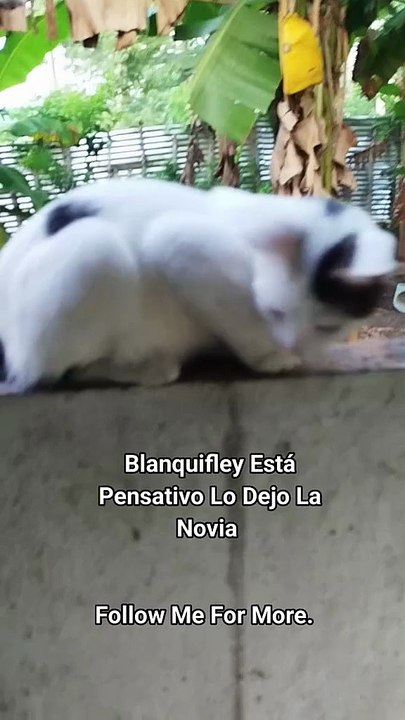 Blanquifley Triste 😢