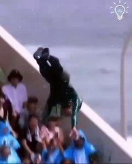 When Sharks Take Flight Epic Jump Out of Water!