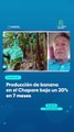 Producción de banana en el Chapare baja un 20% en 7 meses