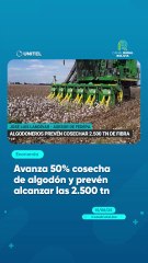 Avanza 50% cosecha de algodón y prevén alcanzar las 2.500 tn