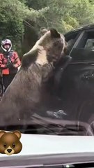 What part of WILD ANIMAL do people not get