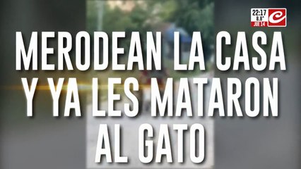 Guerra de vecinos: merodean la casa y ya le mataron al gato.