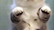 I’m not lazy, I’m in energy-saving mode kitten