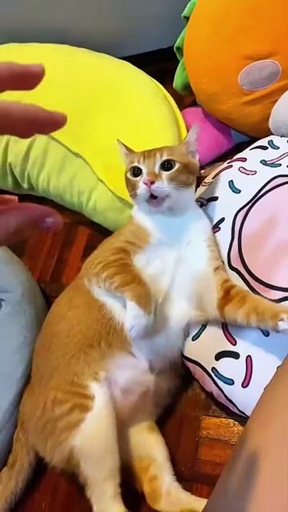 Dramatic orange cat😂 #fyp #foryou #cat #cats #orangecat