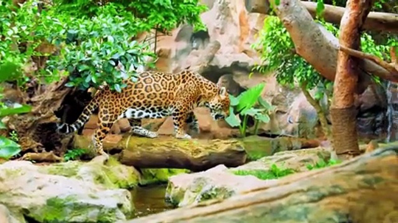 INCREDIBLE WILDLIFE