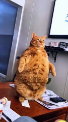 So fat!!!!!🐈 #fyp #foryou #cat #cats