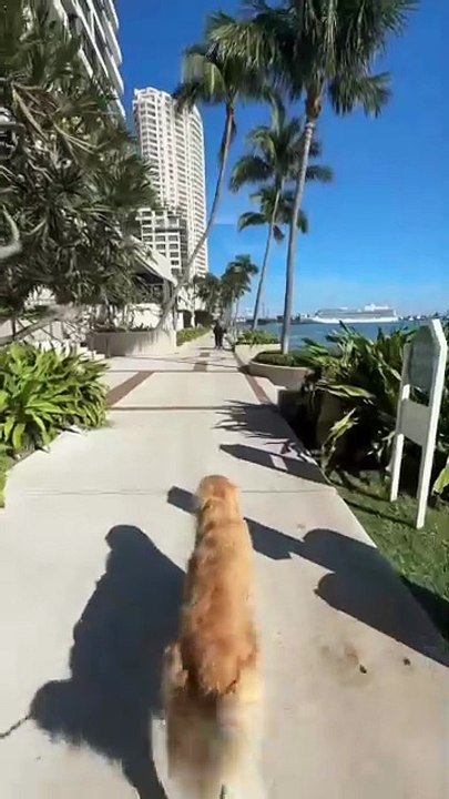 Me and My Golden Retriever 🐶 #usa #america #dog #goldenretriever #usadogs