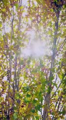 Watch Together Hearts in Sync Chinese Drama - English Sub