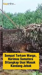 Sempat Terkam Warga, Harimau Sumatera Ditangkap Usai Masuk Kandang Jebak