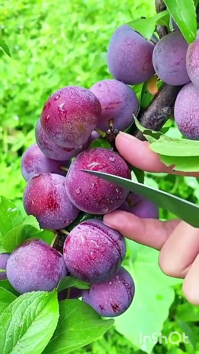 Viral video fruit farming