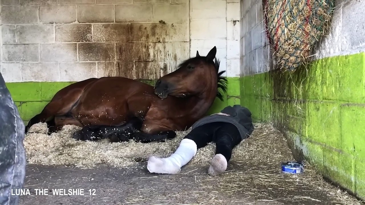 Horses Being Silly with Their Humans 🤪 Funniest ANIMAL Videos