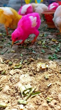 Adorable chicks video | amazing chicks video | colorful birds chicks #chickens #chicks