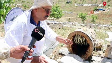 Boş bir ağaç kütüğünde üretiyor! 'Bu aslında ata dede yöntemidir'