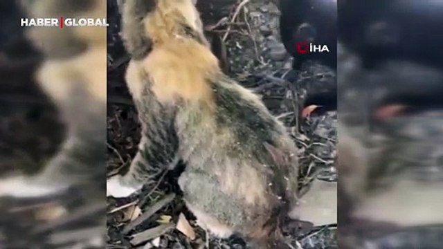 Elazığ'da yavru kediler yılanı maymuna çevirdi