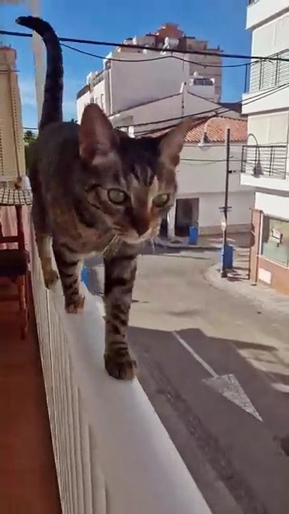 cat videos