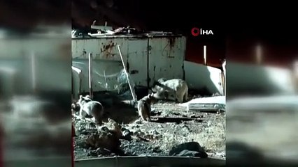 Ayı Ailesi Şantiyede Yiyecek Aradı