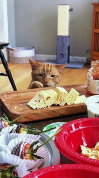 POV: Your dinner is now cat property 😾🍕💼 #fyp #foryou #cat #cats