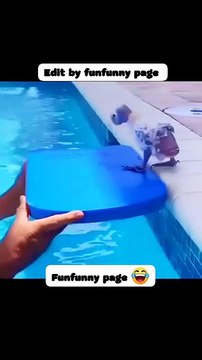 Thanda hay thanda hay 😂 #shortsreels #adsonreelsmonetization #funnymoments #funnyreels #trendingreel #memes #viralchallenge #animal #funnyvideos #funnyanimals #animals #funny #cuteanimals #funnyvideos #cute #funnymemes #animal #memes #funnydogs #cats #pe