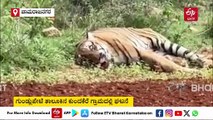 Watch Video:  ಚಾಮರಾಜನಗರದಲ್ಲಿ ಹಾಡಹಗಲೇ ಹುಲಿಗಳ ಕಾದಾಟ - ಗಾಯಗೊಂಡು ಜಮೀನಿನಲ್ಲಿ ಮಲಗಿದ ವ್ಯಾಘ್ರ