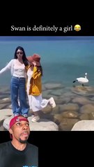 Swan is Definitely a Girl