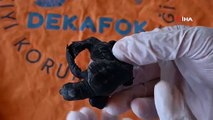 Manavgat'ta bulunan siyam ikizi Caretta caretta yavruları herkesi şaşırttı
