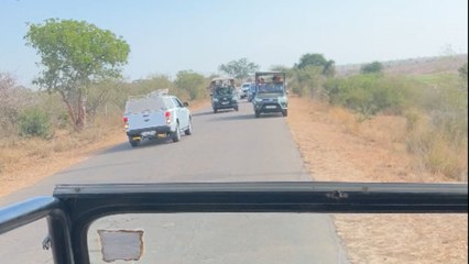 Lioness takes her time crossing the road with cubs as safari tourists wait patiently