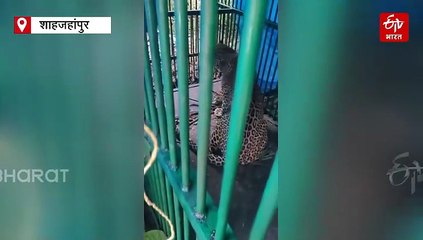 वन विभाग के लगाए पिंजरे में फंसा तेंदुआ, शाहजहांपुर के खुटार क्षेत्र में कई दिनों से कर रहा था चहलकदमी