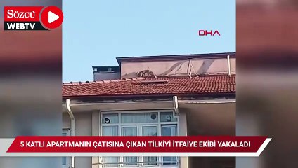 5 katlı apartmanın çatısına çıkan tilkiyi itfaiye ekibi yakaladı
