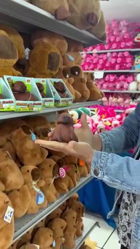 Das lixeiras ao Bobbie Goods, capivaras dominam itens no comércio em Florianópolis; veja fotos