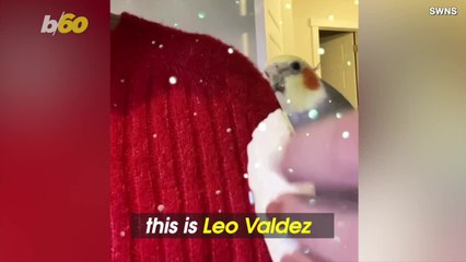 Should This Bird Go on a Singing Competition? The Internet Thinks So