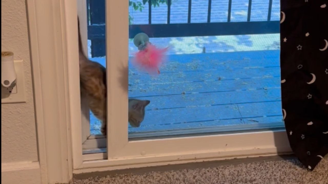 Kitten gets into a fix and finds the smartest way back out