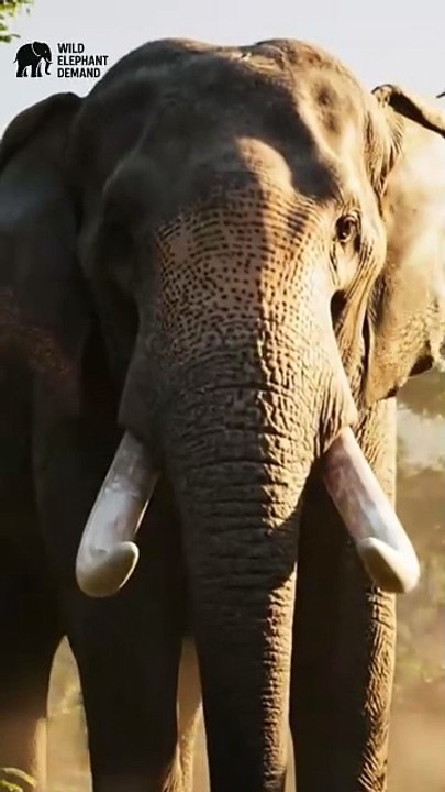 #wildelephantdemand 1/1